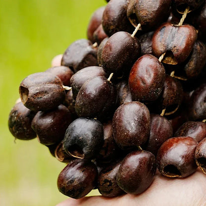 Fay bendiga a la campana de agitador de frutas naturales: campanillas de viento de diapasón artesanales para meditación, yoga, curación de sonido y educación musical